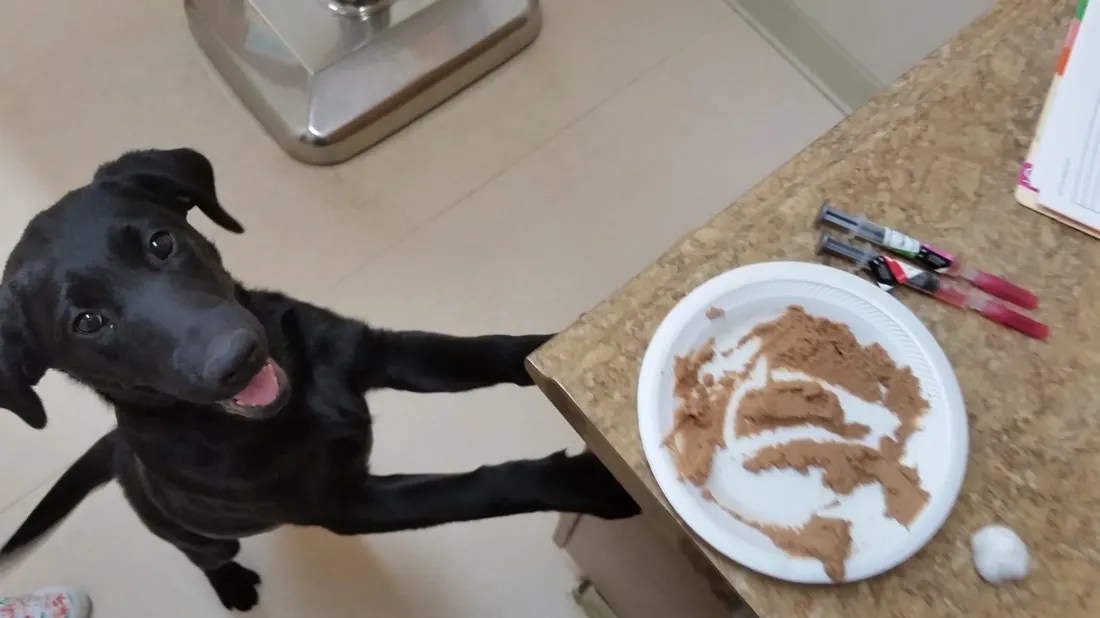 A black Lab puppy looking up beside the exam-room counter