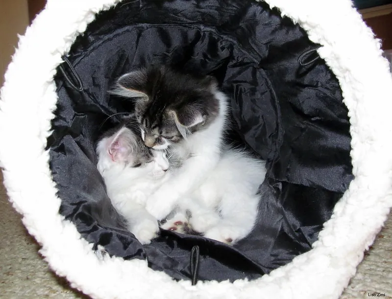 Kittens curled up together in a soft bed