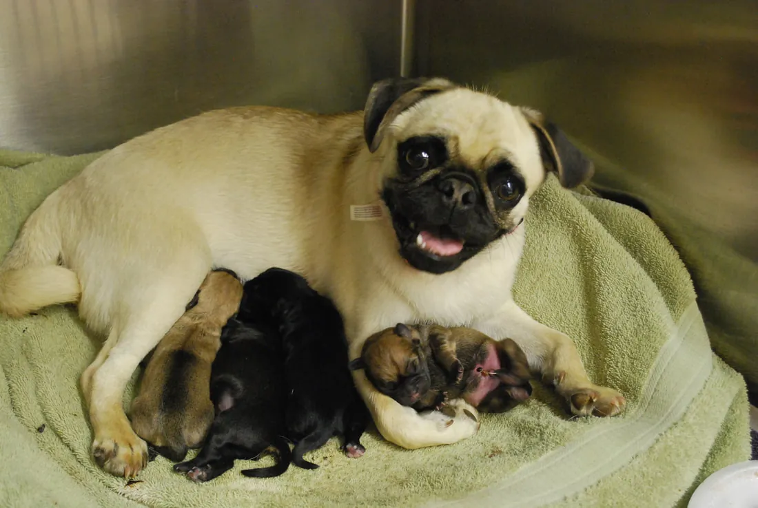 A pug nursing her newborn puppies