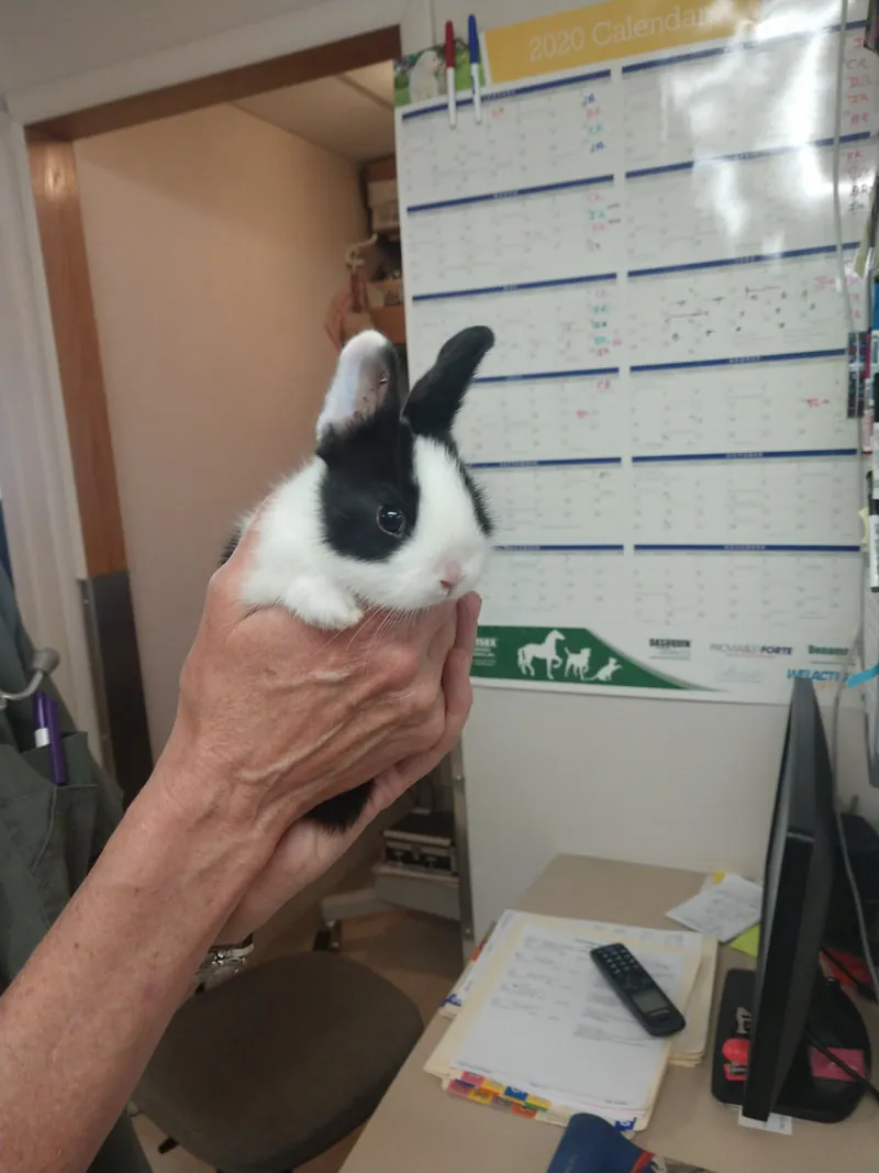 A rabbit patient being held at the clinic