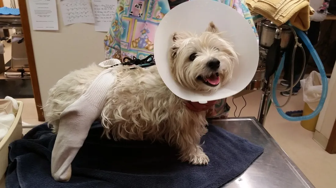 A small white dog recovering comfortably in a cone after treatment