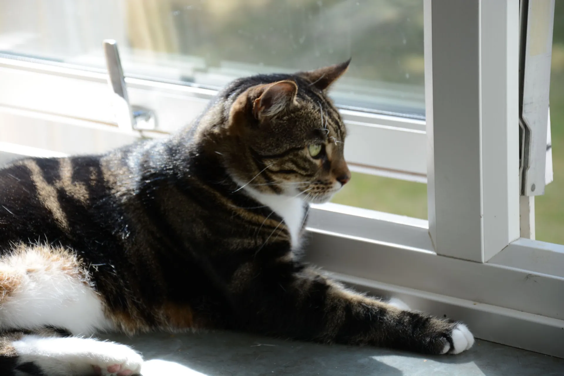 Pet Care Tips & Trusted Links